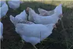 Livestock Hy-line free range layer hens
