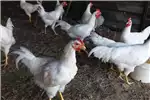 Livestock White leghorn roosters