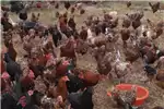 Livestock Selling free range chickens