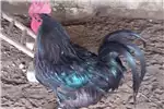 Livestock Chickens Australorp Hane 1982 for sale by | AgriMag Marketplace