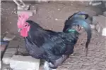 Livestock Chickens Australorp Hane 1982 for sale by | AgriMag Marketplace