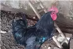 Livestock Chickens Australorp Hane 1982 for sale by | Truck & Trailer Marketplace