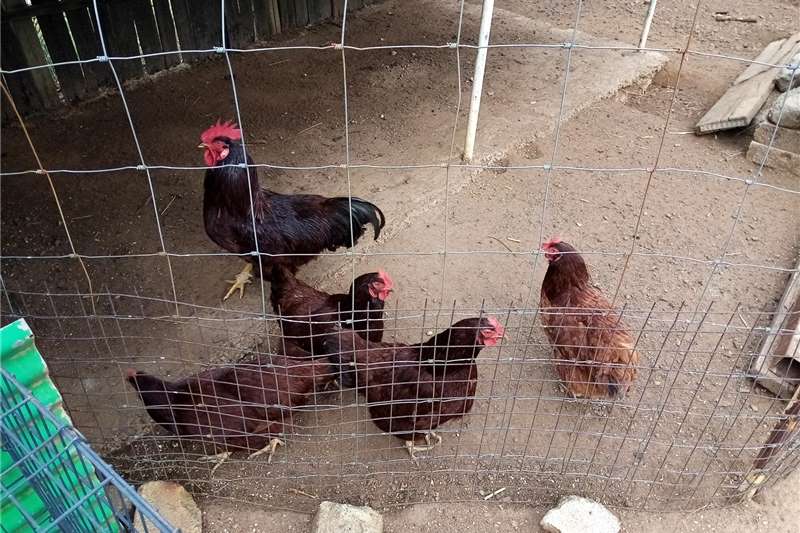 Used Chickens for sale for sale in North West R 250