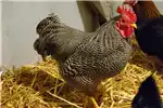 Livestock PlyMouth Rock Chickens for sale