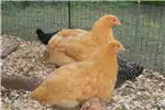 Livestock Buff Orpington Chickens