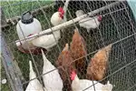 Livestock Leghorn Chickens
