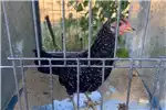 Livestock Ancona Chickens for sale