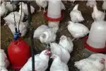 Livestock Eggs laying chickens