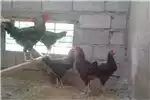 Livestock Ply Mouth Rock Chickens stock