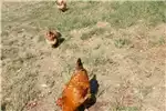 Livestock Farm chickens