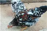 Livestock Pretoria Boschvelders 1 rooster 4 hens