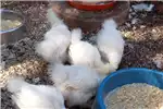 Livestock Chickens for sale 