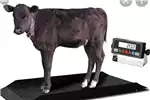 Livestock Hydraulic Cattle Scale