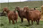 Livestock Kalahari Red Goats