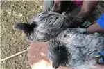 Livestock Chickens Pretoria blue and splash Australorp for sale. for sale by Private Seller | AgriMag Marketplace