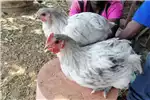 Livestock Chickens Pretoria blue and splash Australorp for sale. for sale by Private Seller | AgriMag Marketplace