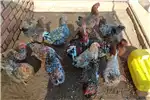 Livestock Chickens Pretoria Boschvelder chickens for sale for sale by Private Seller | AgriMag Marketplace