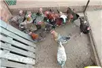 Livestock Chickens Pretoria Boschvelder chickens for sale for sale by Private Seller | Truck & Trailer Marketplace