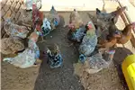 Livestock Chickens Pretoria Boschvelder chickens for sale for sale by Private Seller | Truck & Trailer Marketplace