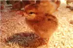 Livestock Chickens Rhode island red for sale by Private Seller | AgriMag Marketplace
