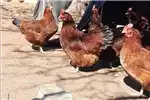 Livestock Chickens Rhode island red for sale by Private Seller | Truck & Trailer Marketplace