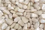 Seeds fertilisers and chemicals White Maize For Sale for sale by Private Seller | AgriMag Marketplace