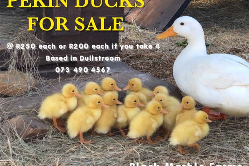 Livestock Poultry Pekin Ducks for sale by Private Seller | AgriMag Marketplace