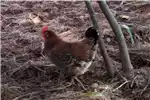 Livestock Chickens 21 Boshvelder hens for sale for sale by | Truck & Trailer Marketplace