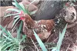 Livestock Chickens 21 Boshvelder hens for sale for sale by | Truck & Trailer Marketplace