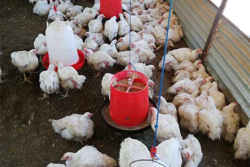 Livestock Chickens Live Broiler Chickens for sale by Private Seller | AgriMag Marketplace