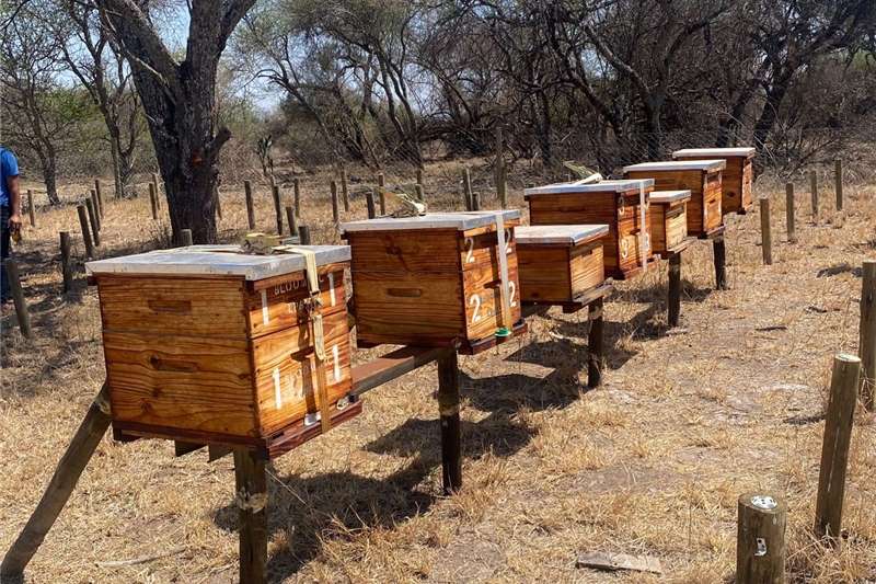 Beekeeping in South Africa on AgriMag Marketplace
