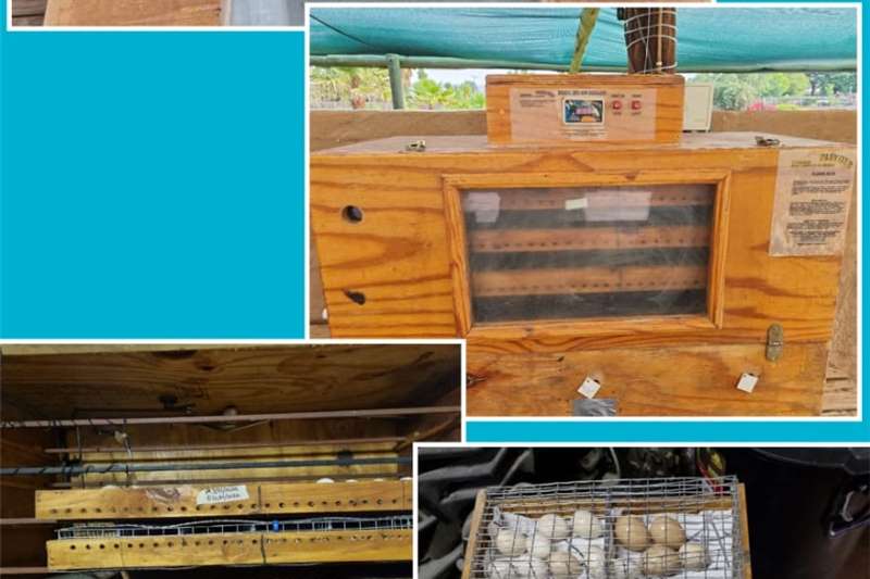 Egg incubator Incubator and Hatcher for sale by Private Seller | AgriMag Marketplace