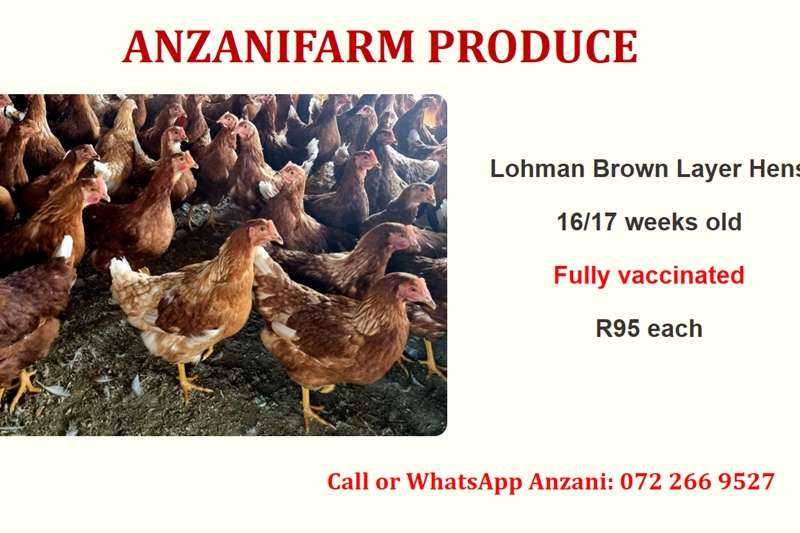 a variety of [application] in Livestock, Wildlife and Poultry listings on offer in South Africa on AgriMag Marketplace