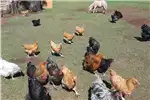 Livestock Chickens Orpington chickens for sale for sale by Private Seller | AgriMag Marketplace