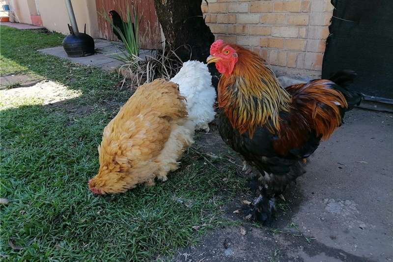 Livestock Chickens Brama chickens for sale by Private Seller | AgriMag Marketplace