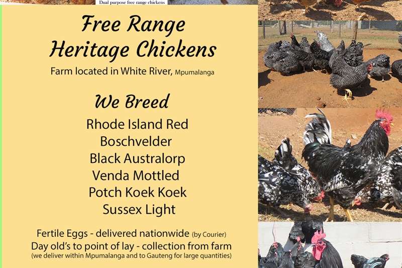 a variety of Livestock on offer in [region] on AgriMag Marketplace
