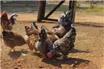 Livestock Chickens Free Range Chickens for sale by Private Seller | Truck & Trailer Marketplace