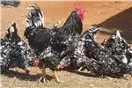Livestock Chickens Free Range Chickens for sale by Private Seller | AgriMag Marketplace