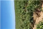 Harvesting equipment Potato harvesters Tuta absoluta Pheromone for sale by Private Seller | AgriMag Marketplace