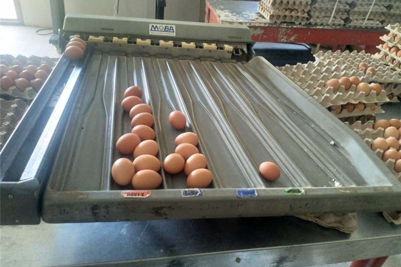 Other Moba egg grading machine for sale by Private Seller | AgriMag Marketplace