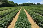 Horticulture & crop management Plants WANTED: Rental Farm Land for sale by Private Seller | AgriMag Marketplace
