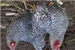 Livestock Chickens Potchefstroom koekkoek hens for sale by Private Seller | AgriMag Marketplace