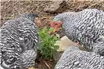 Livestock Chickens Potchefstroom koekkoek hens for sale by Private Seller | AgriMag Marketplace