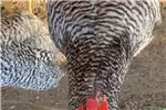 Livestock Chickens Potchefstroom koekkoek hens for sale by Private Seller | AgriMag Marketplace