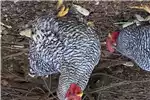 Livestock Chickens Potchefstroom koekkoek hens for sale by Private Seller | AgriMag Marketplace