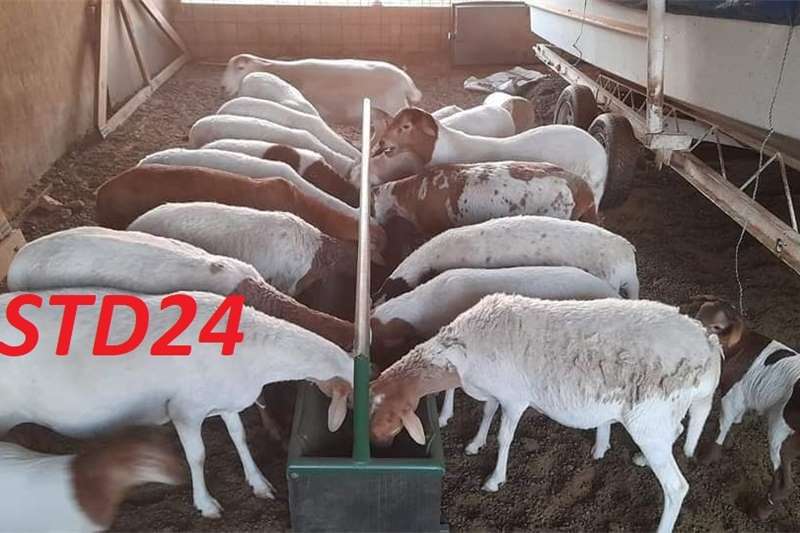 a variety of Livestock on offer in [region] on AgriMag Marketplace