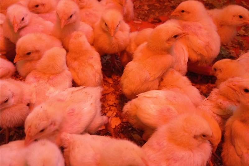 Livestock Poultry 1 week old Broiler Ross 308 chicks for sale