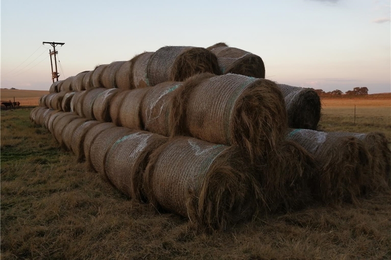 Used 2022 Eragrostis bales 1.2m bales cut and bale Feb 2022n for sale in  Gauteng | R 430