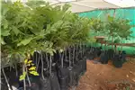 Horticulture & crop management Plants Pekaneut boompies te koop Randfontein omgewing for sale by Private Seller | AgriMag Marketplace