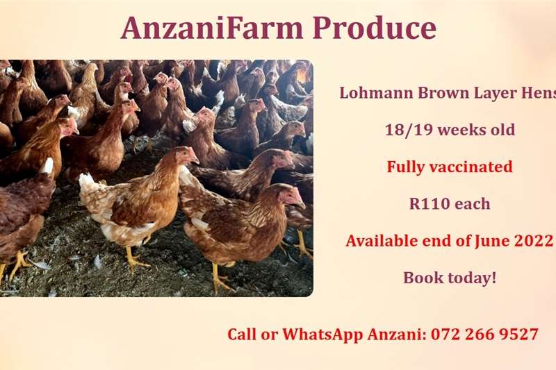 Livestock Poultry 18/19 weeks old Lohman brown layer hens available. for sale by Private Seller | AgriMag Marketplace